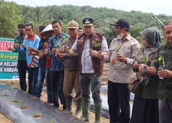 Gerakan Tanam Cabe