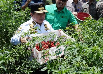 Gubernur Al Haris Dukung Pengembangan Komoditas Cabai