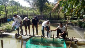 Hariman menjelaskan, ikan Jelawat dengan nama latin Leptobarbus hoeveni adalah ikan perairan sungai dan danau 