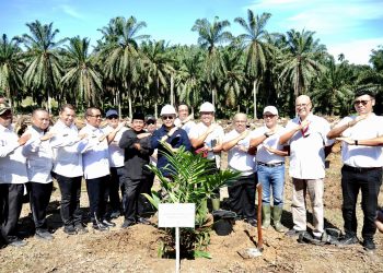 Sub Holding Perkebunan PTPN III (Persero), PT Perkebunan Nusantara IV melaksanakan tanam ulang kebun sawit petani KUD Tani Makmur di Desa Bukit Mas Kecamatan Besitang, Langkat Provinsi Sumatera Utara