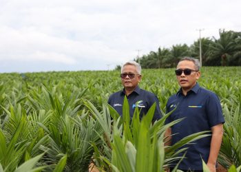 Dirut PTPN III (Persero) Muhammad Abdul Ghani dan Dirut PTPN IV PalmCo Jatmiko Santosa di tengah bibit sawit di salah satu sentra bibit di Riau. PTPN akan melakukan pilot project penanaman padi gogo melalui mekanisme intercropping dilahan Peremajaan Sawit Rakyat guna mendukung swasembada pangan nasional.