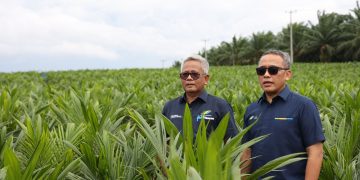 Dirut PTPN III (Persero) Muhammad Abdul Ghani dan Dirut PTPN IV PalmCo Jatmiko Santosa di tengah bibit sawit di salah satu sentra bibit di Riau. PTPN akan melakukan pilot project penanaman padi gogo melalui mekanisme intercropping dilahan Peremajaan Sawit Rakyat guna mendukung swasembada pangan nasional.