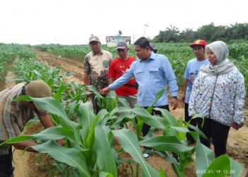 Program Tanam Jagung Serentak