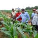 Program Tanam Jagung Serentak