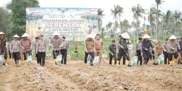 Program Astacita Presiden Prabowo Subianto, untuk Indonesia maju dan swasembada pangan di sambut berbagai pihak. Polda Jambi dan PT Perkebunan Nusantara (PTPN) IV Regional 4 Jambi, berkolaborasi menanam jagung secara serentak