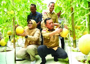 Panen Perdana