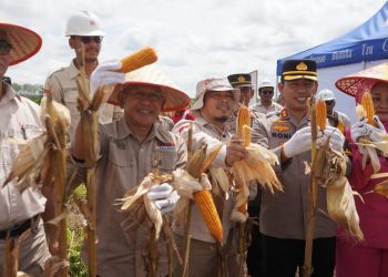 Panen Raya Jagung