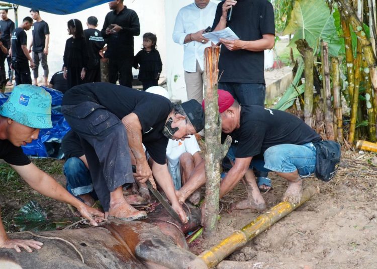 Momen hari raya Idul Adha 1446 Hijriah kali ini diperingati oleh PTPN IV Regional 4 dengan memotong hewan qurban mencapai ratusan ekor, 121 ekor sapi dan 10 ekor kambing