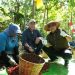 Kami dari tim BPK melakukan business visit ke Perkebunan Kopi Bondowoso yang dulunya memang terkenal dengan kopinya yang legendaris, yaitu Java Coffee