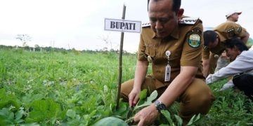 Panen Semangka