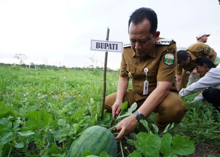Panen Semangka