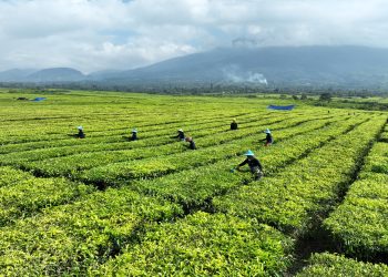Teh menjadi salah satu komoditas yang mendapatkan perhatian PalmCo, terutama dalam kerangka hilirisasi dan penguatan daya saing produk Indonesia di pasar internasional