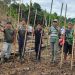 ’Tradisi budaya itu dilakukan dari nenek moyang kita dulu, untuk meningkatkan ketahanan pangan. Kegiatan itu dilakukan secara bergiliran, dari kebun keluarga satu ke kebun keluarga lainnya
