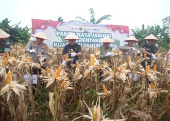 Panen Raya Jagung