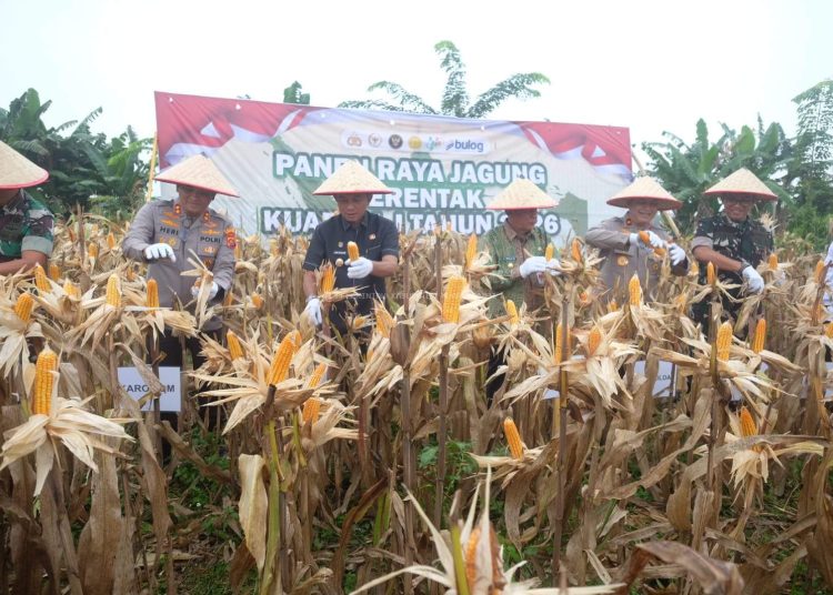 Panen Raya Jagung
