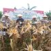 Panen Raya Jagung