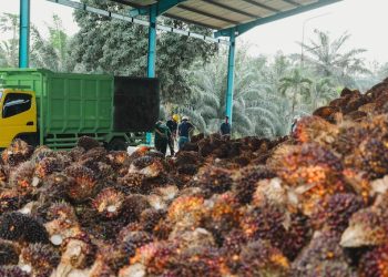 Dalam dua tahun terakhir, entitas PTPN IV Regional III tersebut memperkuat tata kelola on-farm berbasis data melalui implementasi trossen telling atau perhitungan bunga buah sebagai fondasi estimasi produksi