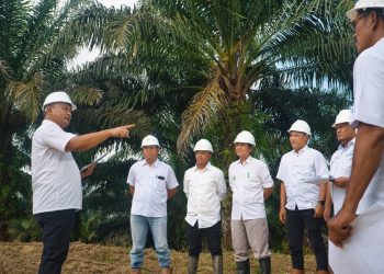 Berdasarkan data demografi per Desember 2025, PTPN IV PalmCo menaungi total 69.455 tenaga kerja