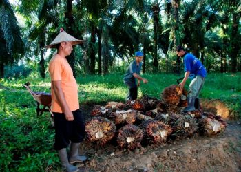 Penurunan harga dipicu kepanikan sebagian pelaku industri menyusul transisi kebijakan ekspor satu pintu dan praktik Pabrik Kelapa Sawit yang membeli di bawah harga acuan