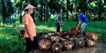 Penurunan harga dipicu kepanikan sebagian pelaku industri menyusul transisi kebijakan ekspor satu pintu dan praktik Pabrik Kelapa Sawit yang membeli di bawah harga acuan