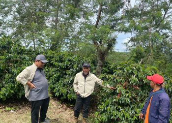 Di balik lonjakan volume yang signifikan ini, terdapat implementasi Good Agricultural Practices (GAP) yang dijalankan dengan konsistensi tinggi