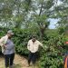 Di balik lonjakan volume yang signifikan ini, terdapat implementasi Good Agricultural Practices (GAP) yang dijalankan dengan konsistensi tinggi