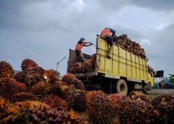 Alhamdulilah berkat kerja keras dan sesuai prosedur produk TBS kita dari 16 Kebun menunjukkan kemajuan signifikan dimana hampir semua kebun dapat melebihi target pada RKAP tahun 2026 ini
