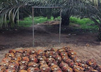 Menurut Region Head PTPN IV Regional 2, Budi Susanto, pencurian sawit merupakan salah-satu tantangan yang menjadi perhatian khusus bagi manajemen