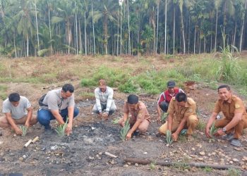Manajer Kebun Lagan PTPN IV Regional IV Jambi-Sumbar, Fadly Wahyudi, mengatakan pemilihan tanaman nanas dilakukan dengan mempertimbangkan karakteristik lahan dan kondisi lingkungan