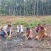 Manajer Kebun Lagan PTPN IV Regional IV Jambi-Sumbar, Fadly Wahyudi, mengatakan pemilihan tanaman nanas dilakukan dengan mempertimbangkan karakteristik lahan dan kondisi lingkungan