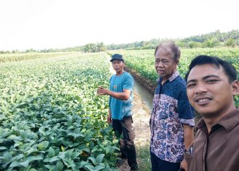 Melalui kerja sama dengan Institut Pertanian Bogor (IPB), Kelompok Tani Bambu Runcing mengembangkan kedelai varietas Detap di lahan seluas tiga hektare, dengan hasil produksinya diproyeksikan diserap PT Agrinas untuk mendukung pengembangan kedelai di Sumatera Utara