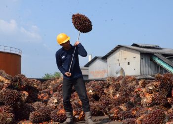 Kenaikan total produksi TBS ini juga diimbangi dengan lonjakan produktivitas tanaman (Protas) yang mencapai 9,48 persen