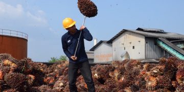 Kenaikan total produksi TBS ini juga diimbangi dengan lonjakan produktivitas tanaman (Protas) yang mencapai 9,48 persen