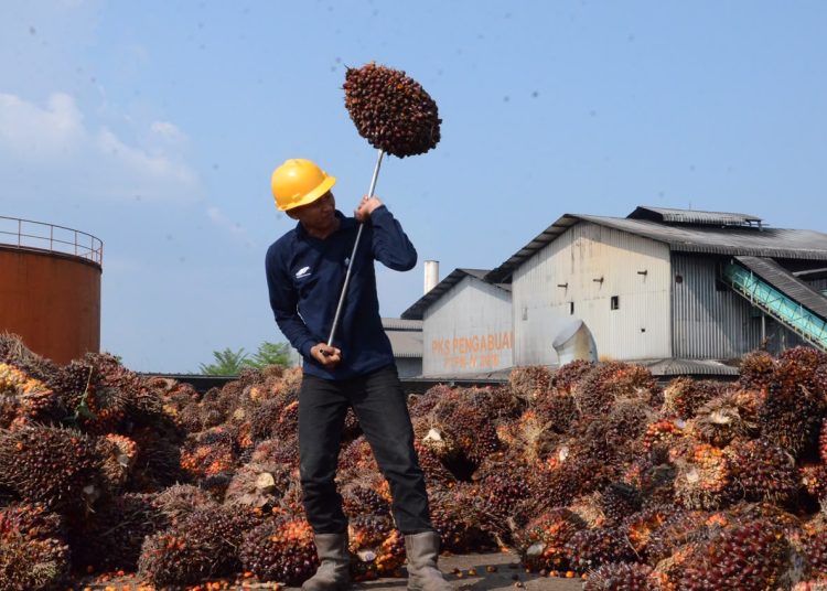 Kenaikan total produksi TBS ini juga diimbangi dengan lonjakan produktivitas tanaman (Protas) yang mencapai 9,48 persen