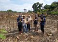 PTPN IV Regional IV Kebun Tanjung Lebar kembali sukses melaksanakan panen jagung tahap kedua