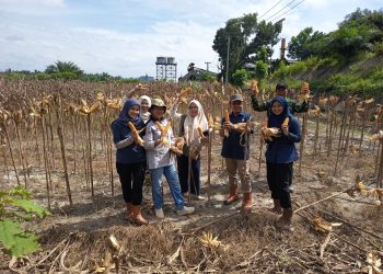 PTPN IV Regional IV Kebun Tanjung Lebar kembali sukses melaksanakan panen jagung tahap kedua