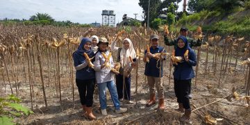 PTPN IV Regional IV Kebun Tanjung Lebar kembali sukses melaksanakan panen jagung tahap kedua