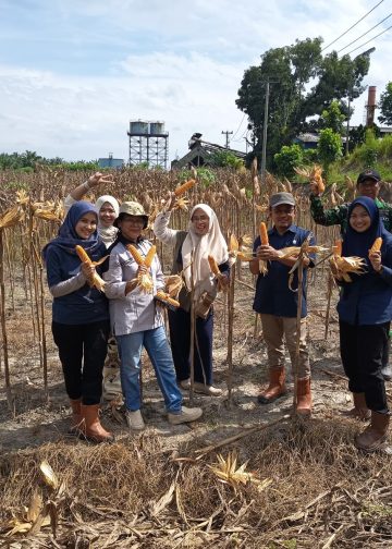 PTPN IV Regional IV Kebun Tanjung Lebar kembali sukses melaksanakan panen jagung tahap kedua