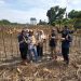 PTPN IV Regional IV Kebun Tanjung Lebar kembali sukses melaksanakan panen jagung tahap kedua